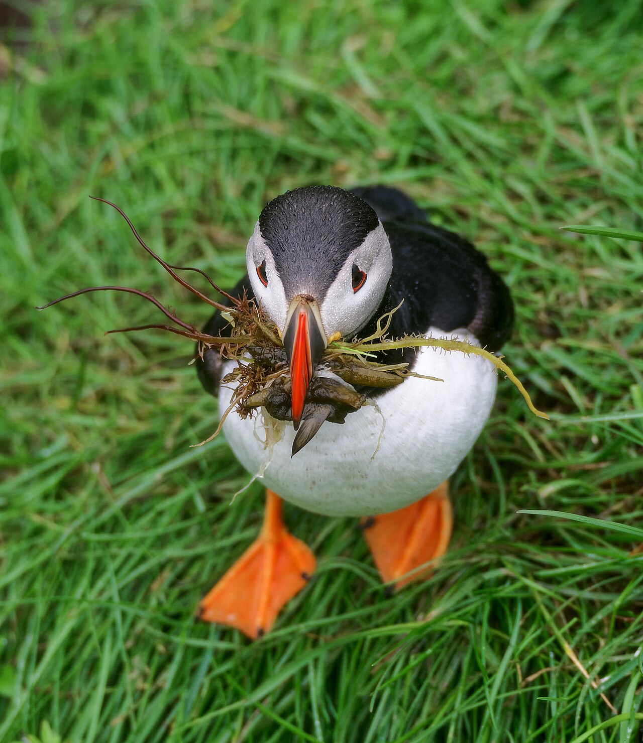 Atlantic puffin at Borgarfjörður Eystri