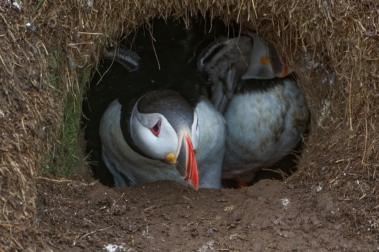 Puffins by burrows in Borgarfjörður Eystri