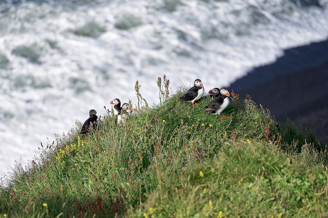Puffin colony on the cliffs at Dyrhólaey